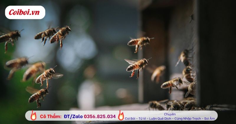 Ong bay vào nhà là điềm gì? Tốt hay xấu và những lưu ý